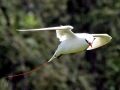 Red-tailed Tropicbird