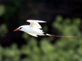 Red-tailed Tropicbird