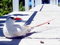 Red-tailed Tropicbird