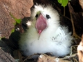 Red-tailed Tropicbird