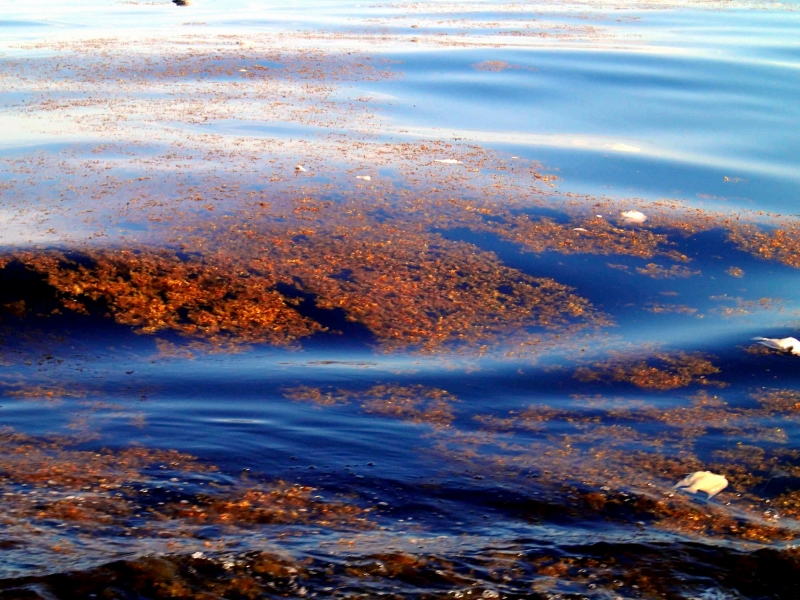 What Is Red Tide And Why Is It Dangerous