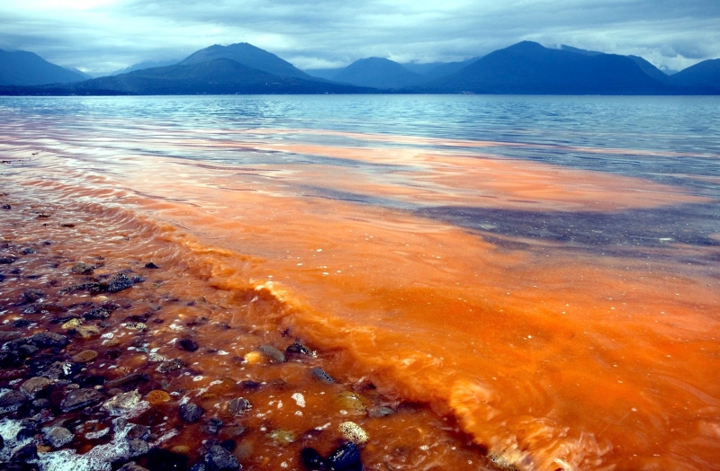 what-is-red-tide-ocean-treasures-memorial-library