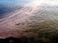 Red Tide
