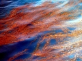 Red Tide