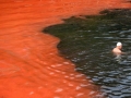 Red Tide