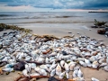 Red Tide