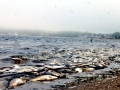 Red Tide