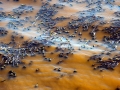 Red Tide