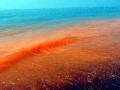 Red Tide