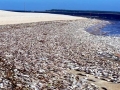 Red Tide
