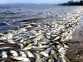 Red Tide
