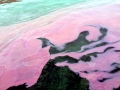 Red Tide