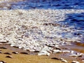 Red Tide
