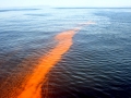 Red Tide
