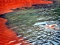 Red Tide