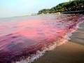 Red Tide
