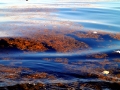 Red Tide