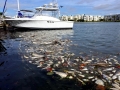 Red Tide