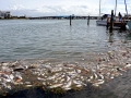 Red Tide