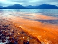 Red Tide