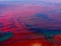 Red Tide