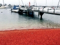 Red Tide