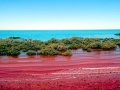 Red Tide