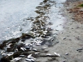 Red Tide