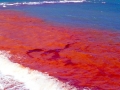 Red Tide