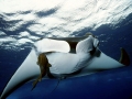 Remora