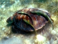 Remora