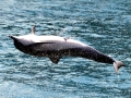 Remora