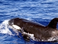 Remora