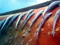 Remora