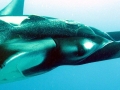 Remora