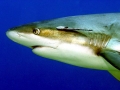 Remora