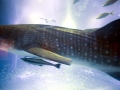 Remora