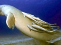 Remora