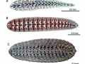 Remora
