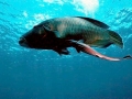 Remora