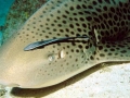 Remora