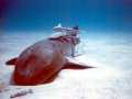 Remora