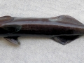Remora
