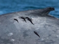 Remora