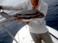 Remora