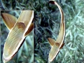 Remora