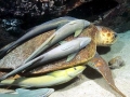 Remora