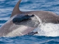 Remora
