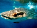 Remora