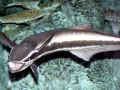 Remora